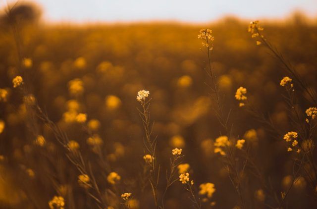Soft wildflowers in a quiet field symbolizing reflection and emotional healing